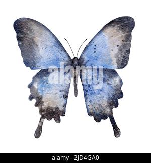 Acquerello farfalla blu. Insetto. Illustrazione estiva isolata su sfondo bianco. Foto Stock