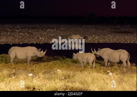Rinoceronti bianchi che bevono da una buca al nightin Etosha National Park in Namibia Africa Foto Stock