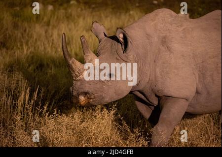 Rinoceronte nero di notte nel Parco Nazionale Etosha in Namibia Africa Foto Stock