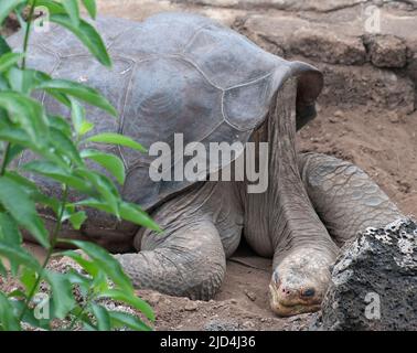 Lonesome George, l'unico esemplare sopravvissuto della tartaruga gigante della specie Chelonoidis nigra abingdoni che fu trovato sull'isola di Pinta, Gala Foto Stock