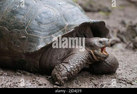 Galapagos Tortois gigante, Chelonodis nigra. Sottospecie non identificate Foto Stock