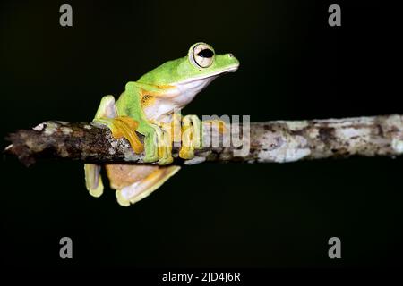 Rana volante di Wallace (Rhacophorus nigropalmatus) dalla Riserva della Foresta di Deramakot, Borneo. Foto Stock