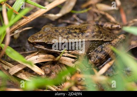 Rana di cricket (Hylarana nicobariensis) da Deramakot Forest Reserve, Sabah, Borneo. Foto Stock