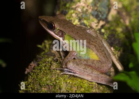 Rana di cricket (Hylarana nicobariensis) dalla riserva naturale di Tabin, Sabah, Borneo. Foto Stock