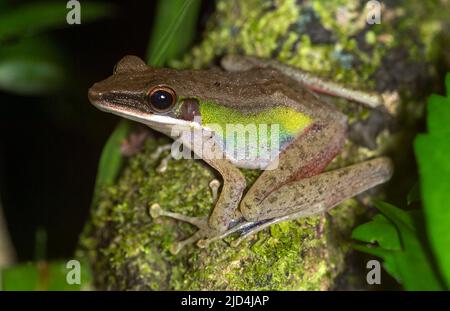 Rana di cricket (Hylarana nicobariensis) dalla riserva naturale di Tabin, Sabah, Borneo. Foto Stock