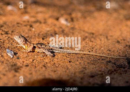 Lucertola a tre occhi (Chalarodon madagascariensis) dalla foresta spinosa di Berenty, Madagascar meridionale. Foto Stock