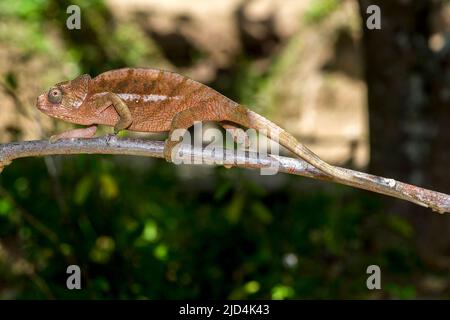 Femmina di pantera chameleon (Furcifer pardalis) dal Madagascar orientale. Condizioni controllate. Foto Stock