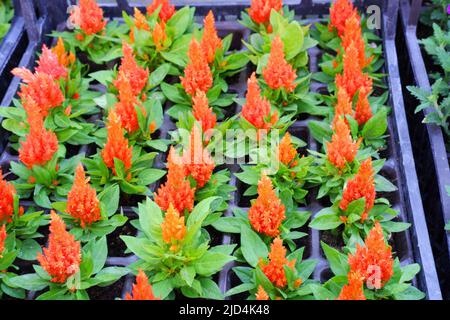 Piccoli fiori di colore arancione in vaso a serra Foto Stock