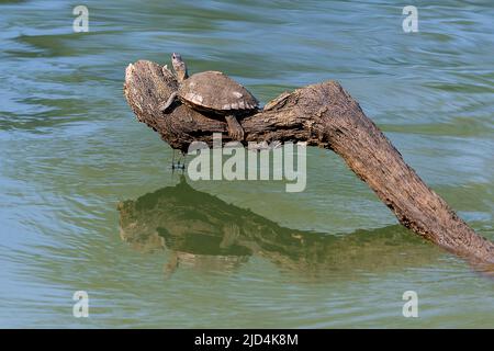 La tartaruga coperta in via di estinzione Assam (Pangshura sylhetensis) dal fiume Diflu in Kaziranga, Assam, India. Foto Stock