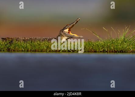 Giovane corcodrilla del nilo (Crocodylus niloticus) da Zimanga, Sudafrica. Foto Stock