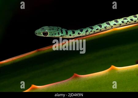 Snake Bush (Philothamnus semivariegatus) da Zimanga, Sudafrica. Foto Stock