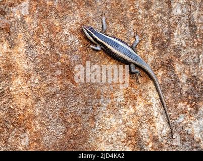 Pista africana a strisce (Trachylepis striata) da Zimanga, Sudafrica. Foto Stock