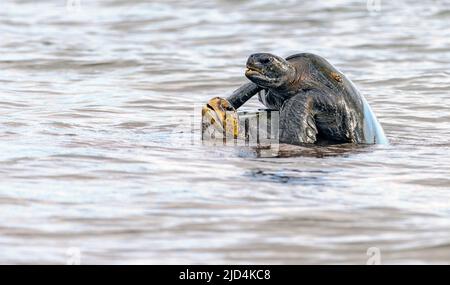 Un paio di tartarughe marine verdi (Chelonia mydas) si accoppiano a Espumilla Beach, James Bay, Santiago Island, Galapagos. Foto Stock