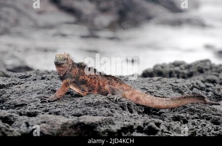 Iguiana marina (Amblyrhynchus cristatus) a James Bay (Puerto Egas) sull'isola di Santiago, Galapagos. Foto Stock