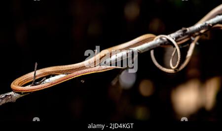 Serpente malgascio con naso a foglia (Langaha madagascariensis, maschio), endemico del Madagascar. (Condizioni controllate) Foto Stock