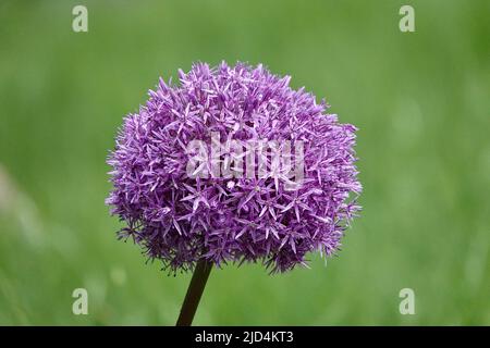 Fiori di Allium che crescono nel giardino. Viola rosa giardino Allium fiore di cipolla e aglio famiglia. Bella foto con Allium per il giardinaggio. Foto Stock