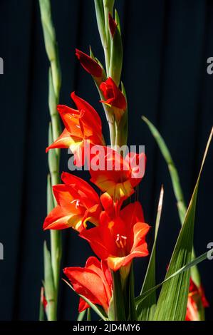 Sydney Australia, gambo di fiori di gladiolo arancio in giardino Foto Stock