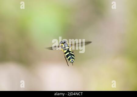 Hoverfly in volo, Inghilterra, Regno Unito, un insetto che è un mimico vespa Foto Stock