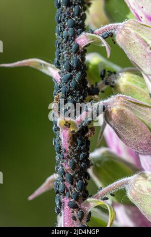 Afids su un foxglove che è coltivato dalle formiche per il loro honeydew, comportamento di insetto, Regno Unito Foto Stock