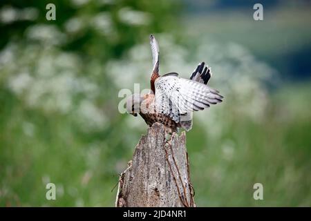 Kestrel maschile che mangia in un sito nello Yorkshire Foto Stock
