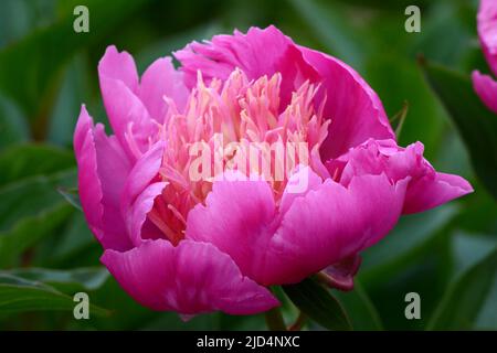 Paeonia lactiflora la Belle Helene Peony grande doccia a forma di ciotola rosa fiore