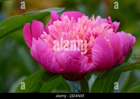 Paeonia lactiflora la Belle Helene Peony grande doccia a forma di ciotola rosa fiore Foto Stock