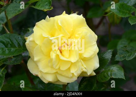 Rosa Lichtkonigin Lucia Korlillub giallo semi doppia rosa profumata Foto Stock