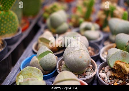 Lithops salicola, pianta assomigliano pietra, in pentola interna Foto Stock