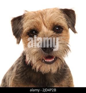 Border terrier ritratto di un cane isolato su uno sfondo bianco Foto Stock