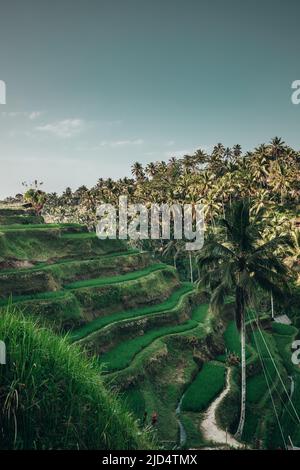 verde risaia terrazza a tegalalang a ubud bali all'alba con palme da cocco sullo sfondo Foto Stock