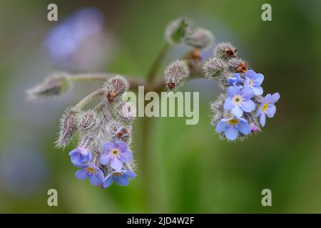 Campo dimentica-me-non - Myosotis arvensis, primo piano di fiori Foto Stock