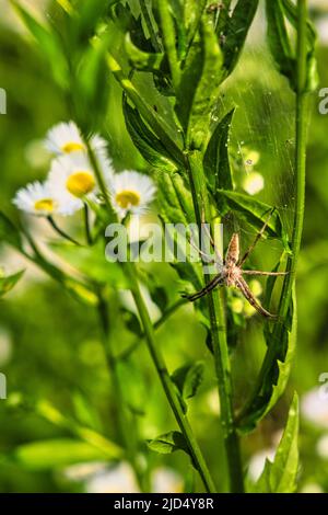 Questo ragno che è solitamente sull'erba. È un cacciatore e non costruisce una rete. È conosciuto come il ragno di fotoricettore del nursery. Pisaura mirabilis Foto Stock