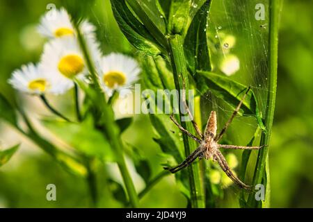 Questo ragno che è solitamente sull'erba. È un cacciatore e non costruisce una rete. È conosciuto come il ragno di fotoricettore del nursery. Pisaura mirabilis Foto Stock