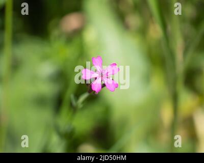 Primo piano del fiore di fiamma strisciante, di colore rosa chiaro e nucleo a forma di stella con il nome latino Phlox supulata Foto Stock