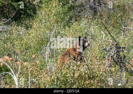 Orsetto marrone che attraversa i cespugli nel Glacier National Park, Montana, USA. Bellissimi portici Ursus nel suo habitat naturale nelle Montagne Rocciose americane. Roc Foto Stock