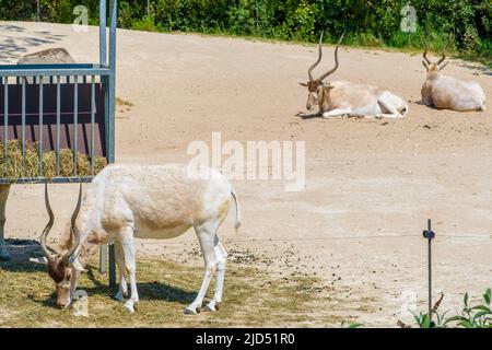 Vista di Addax, conosciuta anche come le antilopi bianche che mangiano e riposano Foto Stock