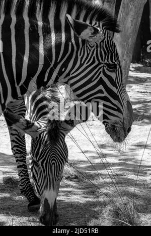 Vista delle teste di due zebre che mangiano erba all'ombra in bianco e nero Foto Stock