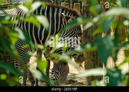 Vista delle teste di due zebre che mangiano erba all'ombra Foto Stock