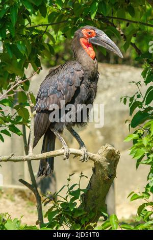 Vista di un terreno meridionale Hornbill seduto su un albero Foto Stock