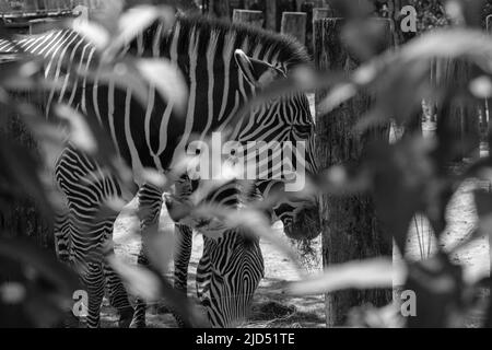 Vista delle teste di due zebre che mangiano erba all'ombra in bianco e nero Foto Stock