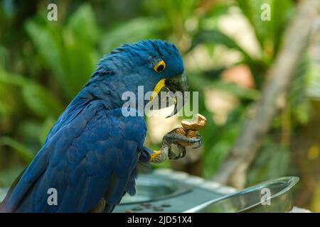 Un pappagallo blu bello anche conosciuto come il macaw di Hyacinth che mangia nella foresta Foto Stock