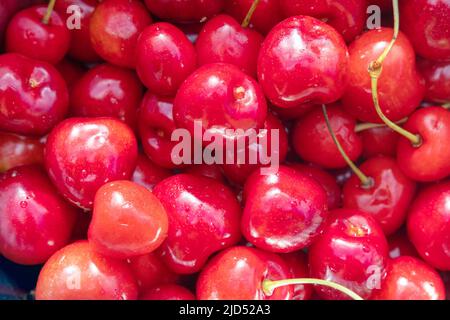 Frutti maturi del Prunus avium, comunemente chiamati ciliegia selvatica, ciliegia dolce, o gean Foto Stock