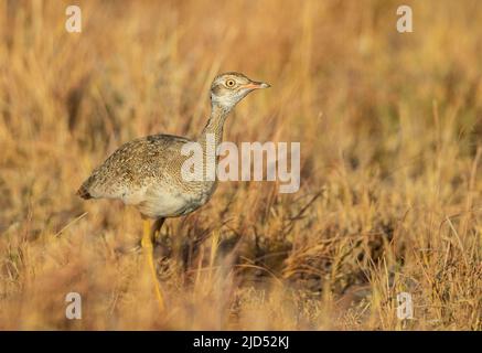 Corhaan Nero Settentrionale (Afrotis afroides), femmina Foto Stock