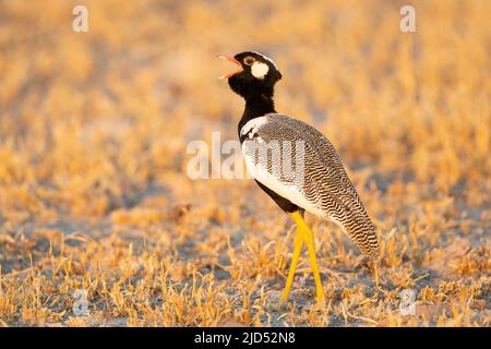 Northern Black Korhaan (Afrotis afraoides) chiamata maschile Foto Stock