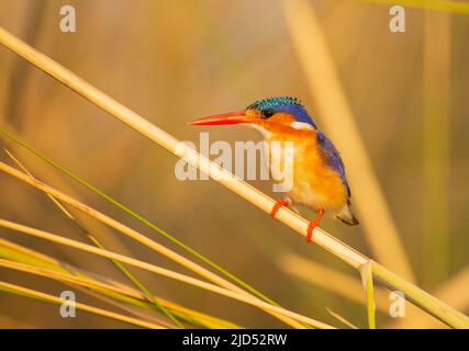 Malachite Kingfisher (Crisata di Coryhornis) Foto Stock