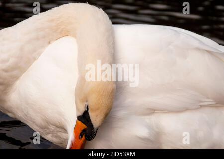 Swan a St Stephens Green a Dublino, Irlanda. Foto Stock