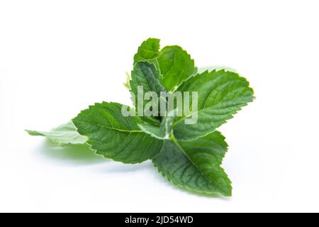 Una menta foglie isolate su sfondo bianco. Foglie di menta fresca. Foto Stock