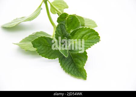 Una menta foglie isolate su sfondo bianco. Foglie di menta fresca. Foto Stock