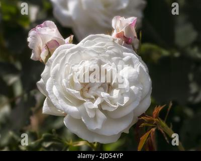 Primo piano di rosa Rosa 'Boule de Neige' in un giardino in estate Foto Stock