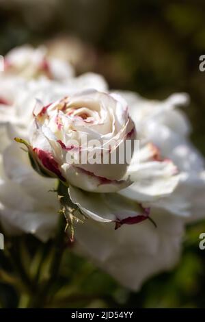 Primo piano di rosa Rosa 'Boule de Neige' in un giardino in estate Foto Stock